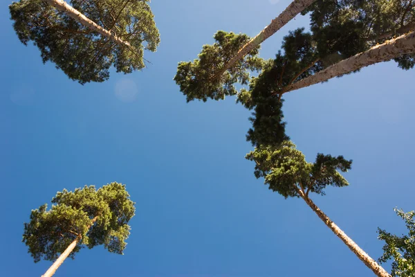 Troncos de pinho altos, coroa exuberante e céu azul suave — Fotografia de Stock