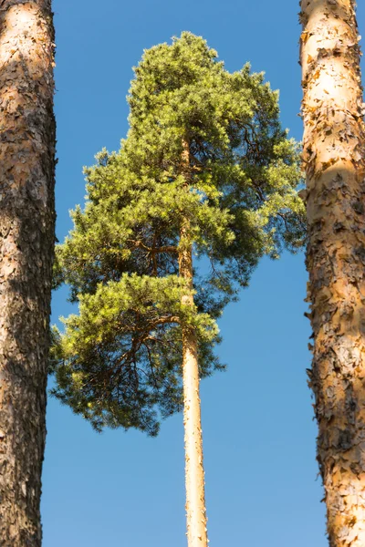 高い松の幹、緑豊かな冠と柔らかい青空 — ストック写真