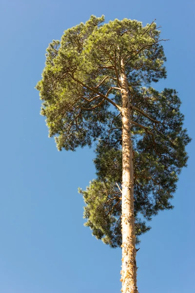 高大的松树树干，茂密的树冠和柔软的蓝天 — 图库照片