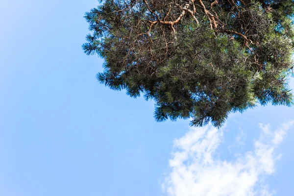 白い雲が付いている美しい青い夏空 — ストック写真