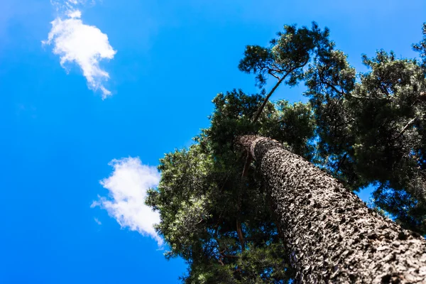 Troncos de pinho altos, coroa exuberante e céu azul suave — Fotografia de Stock