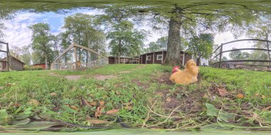 Çiftlik Yaz Gününde Yeşil Çimlerde Dinlenen Tavuk, 360 Panorama