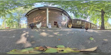 Tavuk Tavukları ve Horoz ve Çiftlik Binası, Düşük Açı, 360 VR