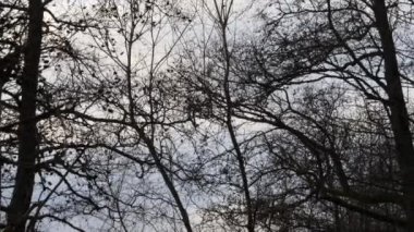 Ağaçların Arasında Uçan Kuşlar, Kış 'ta birlikte kalan Avrasyalı Siskin Sürüsü