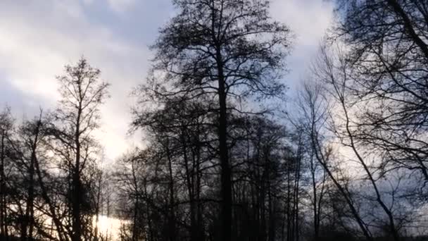 Bandada de aves despegando del árbol, silueta de ángulo bajo tiro — Vídeo de stock