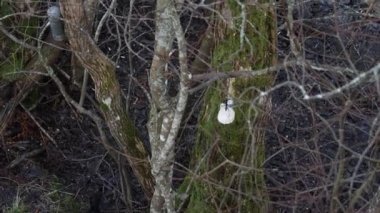Long Tailed Tit at Bird Feeder Hanging in a Bare Tree, High Angle