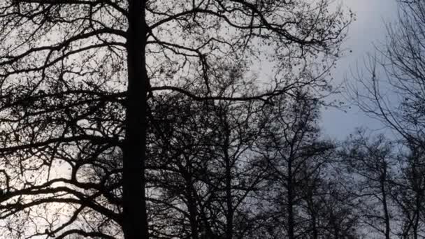 Stormo di piccoli uccelli che volano tra gli alberi, silhouette colpo basso angolo — Video Stock