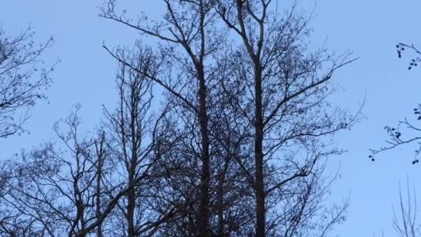 Stormo di piccoli uccelli che decollano da albero nudo in inverno, angolo basso — Video Stock