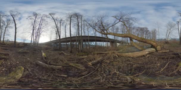 Bosque con troncos de madera y tronco de árbol, fondo del puente, 360 Vr — Vídeos de Stock