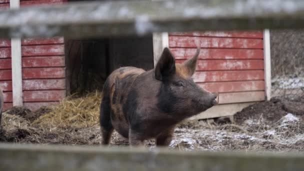 Свинья в свинарнике, которую видят через забор, медленно, средне — стоковое видео