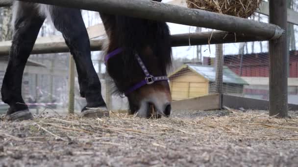 Fieno di alimentazione del cavallo nero sotto rete di fieno appeso, Primo piano — Video Stock