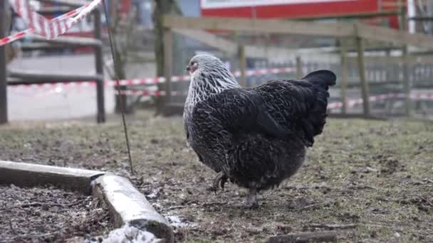Bedreigde traditionele Zweedse kippenras, Close Up — Stockvideo