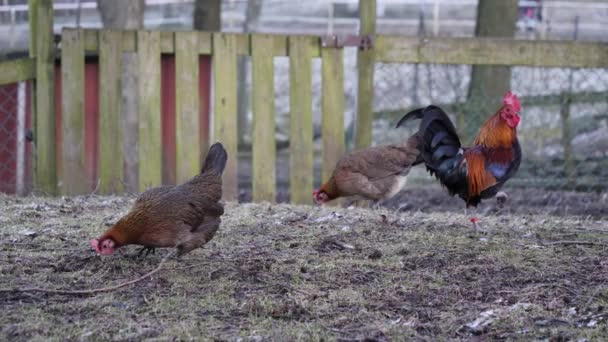 Två kyckling och en tupp utomhus i en fryst trädgård, Slowmo — Stockvideo
