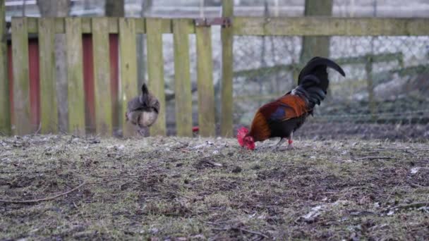 Kohout a kuřecí venku v zamrzlé zahradě, nízký úhel Slowmo — Stock video