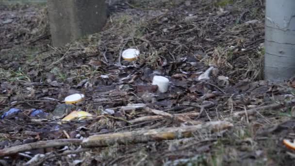 Zmrazená půda s plastovým odpadem, odpadky způsobující znečištění v zimě, pánev — Stock video