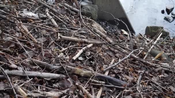 Water Culvert e Forest Floor con spazzatura, Spazzatura che causa inquinamento, Inclinazione — Video Stock
