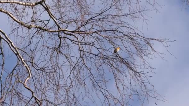 European robin Sitter på en lövlös gren en blåsig dag, låg vinkel — Stockvideo