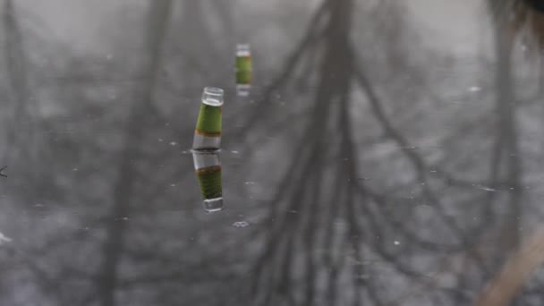 Glass Bottles Litter Stuck in Frozen Ice with Tree Reflection, Pollution in Winter, Tilt Up — 비디오