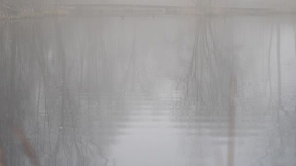 Park Pond Foggy Morning with Bare Tree Reflection and Birds at Winter, Tilt Up — Vídeo de Stock