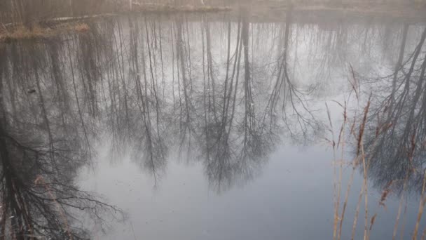 Ομίχλη πρωί Bare Δέντρο αντανάκλαση του νερού και αυτοκίνητο που διέρχεται στο παρασκήνιο, Tilt Up — Αρχείο Βίντεο