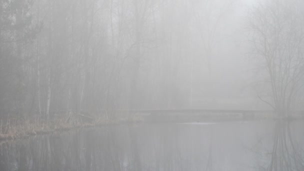Foggy Morning Bare Tree Water Reflection and Car Passing in Background, Pan — Stockvideo