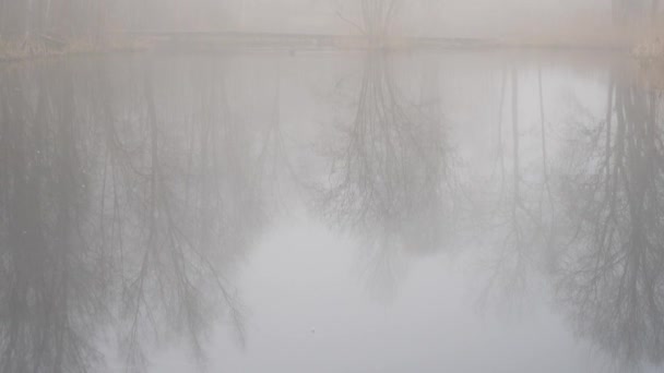 Bare Tree Water Reflection and Misty Winter Morning Scene, Tilt Up — Stockvideo