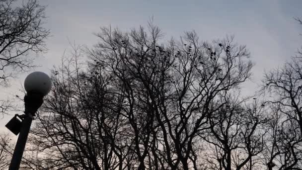 Hejno ptáků sedících na holém vrcholku stromu při západu slunce, silueta večer — Stock video
