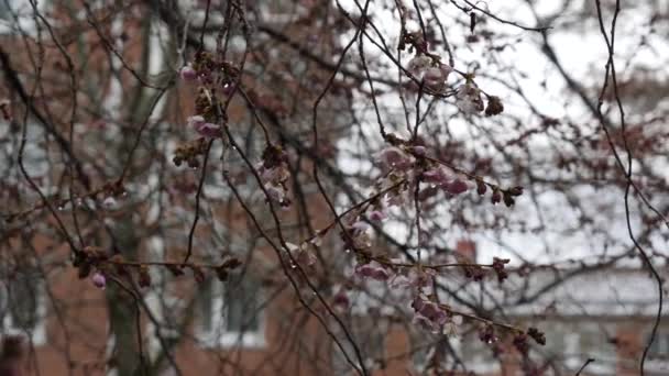 Cherry Blossom Branches with Buds after Rain at Early Spring, Close Up, Pan — Stock video