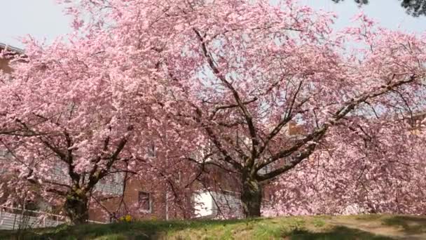 Sakura Kirschblütenbäume Weites Vergrößern Enthüllung — Stockvideo