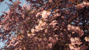 Parlak Kiraz Çiçeği Şubesi Bulanık Sakura Arkaplanı, Pan
