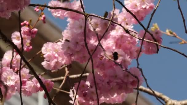 Cherry Blossom Branches with a Bumblebee, Spring and Hanami Season Scene — Video Stock