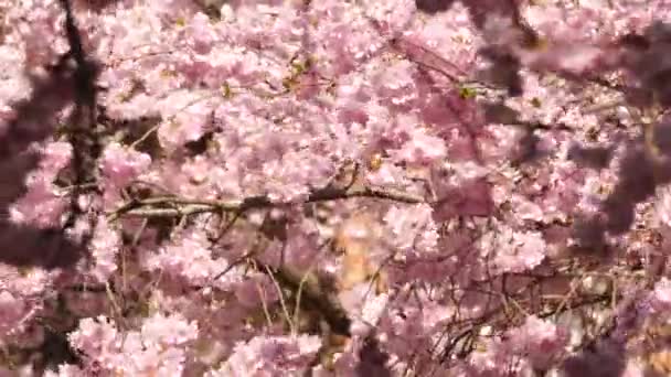 Soft Cherry Flower Blossom in The Wind With Blurred Flowers in Foreground — Stock Video