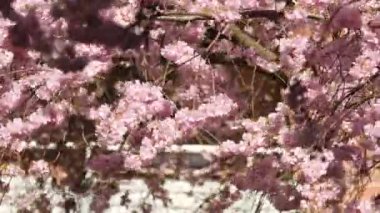 Rüzgardaki Kiraz Çiçeği, Baharın Sembolü, Orta Kapak. Yüksek kalite 4k görüntü