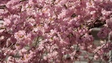Gölgelerle Parlak Kiraz Çiçeği, Japonya 'da Yenilenme Sembolü, Orta Yakınlık. Yüksek kalite 4k görüntü