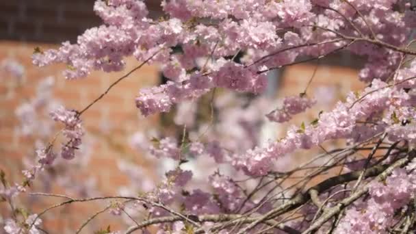 Flor Mágica Cerejeira Flores Com Abelhas Primavera Hanami Season Pan — Vídeo de Stock