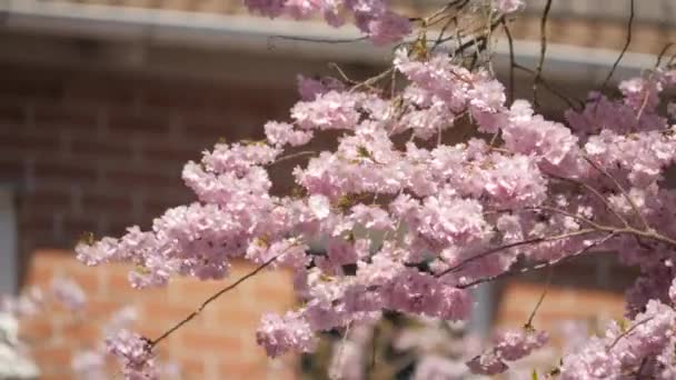 Magiczna gałąź kwitnącej wiśni w sezonie Wiatr, Wiosna i Hanami, statyczne — Wideo stockowe