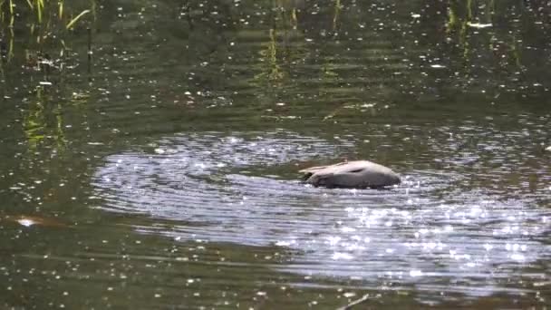 Teal eurasiático forrajeando en un estanque un día soleado, cámara lenta — Vídeo de stock