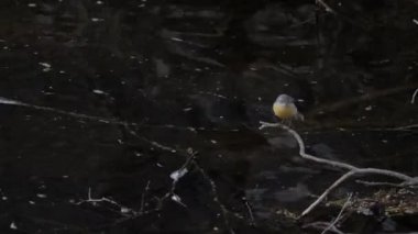Gri kuyruklu, Motacilla Cinerea, karanlık suyun üzerindeki ağaç dalında.