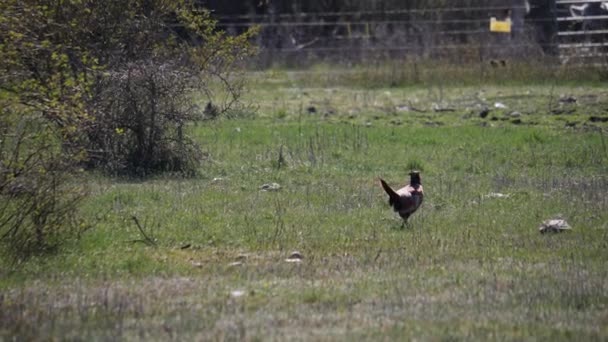 Man haan gemeenschappelijke fazant sluipen op gras veld, lang schot — Stockvideo