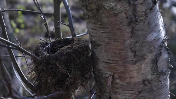 鸟巢：用树枝和苔藓筑巢的小鸟，近处鸟巢 — 图库视频影像