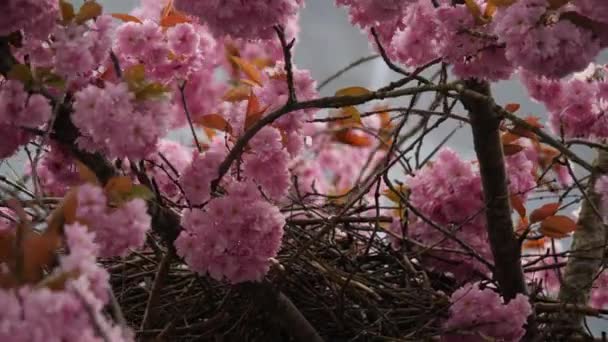 Vogelnest in de kersenbloesem, Handheld, close up — Stockvideo