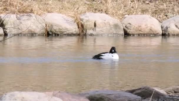 Samotny mężczyzna Często Goldeneye Pływanie w stawie — Wideo stockowe