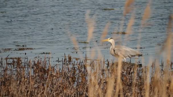 Szürke Heron még mindig a vizes élőhelyen áll, Reed mögött. — Stock videók