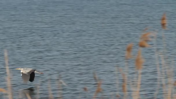 Grey Heron flyger lågt över vatten bakom vass, spårning skott — Stockvideo