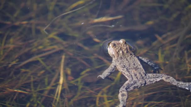 Ευρωπαϊκός Βάτραχος Επιπλέει Στο Ρηχό Νερό Κολυμπά Μακριά Ηλιόλουστη Ημέρα — Αρχείο Βίντεο