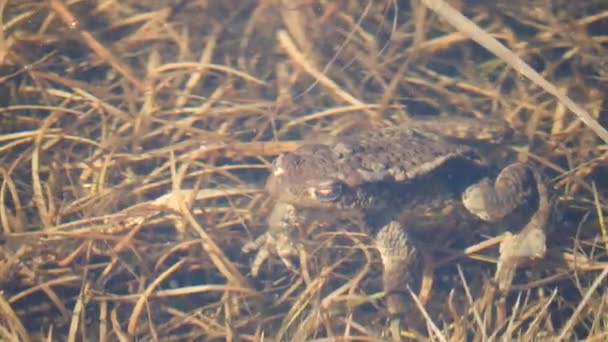 Kikkerparing Het Meer Lenteteken Kikkerconcept Hoge Kwaliteit Beeldmateriaal — Stockvideo