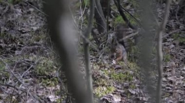 Sincap Saklayan Çam Kozalağı, Ağaç Dalları, Araştırma Davranış Sahnesi. Yüksek kalite 4k görüntü
