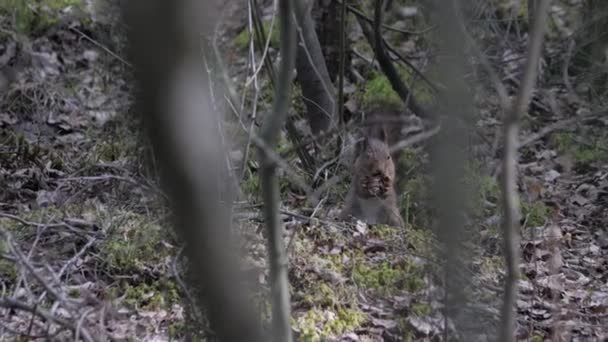 Wiewiórka Poszukująca Pożywienia Borealnym Lesie Widziana Między Gałęziami Drzew Czas — Wideo stockowe