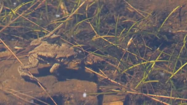 Κοινός Βάτραχος Ακόμα Ρηχό Νερό Πράσινη Βλάστηση Υψηλής Ποιότητας Πλάνα — Αρχείο Βίντεο