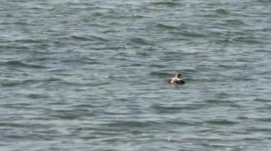 Yetişkin Erkek Eider Suda Yüzüyor ve Midye Yiyiyor. Yüksek kalite 4k görüntü
